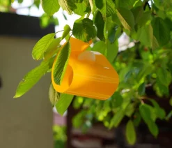 Naturen® Substral® Kirsch- & Walnussfruchtfliegen Fallensystem, 3 Stk. Outlet