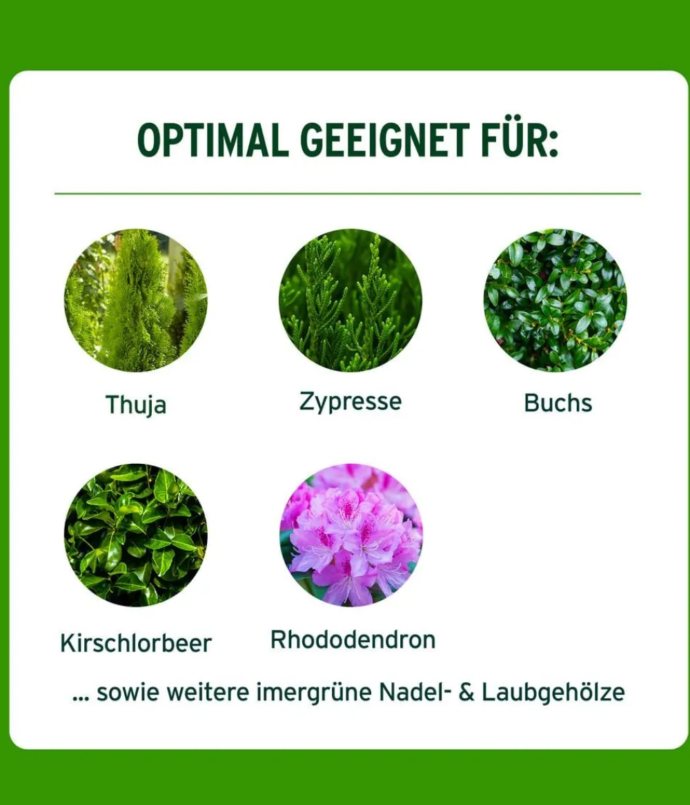 Substral® Spezialdünger > Thuja-Vital, flüssig, 500 ml