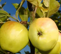 Dehner Säulenapfel 'Goldcats' Gelb New