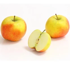 Dehner Obstbäume|Säulenobst & Zwergobst - Säulenapfel 'Rondo'