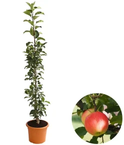 Dehner Säulenapfel 'Rondo' Discount