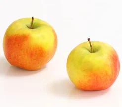Dehner Säulenapfel 'Rondo' Discount