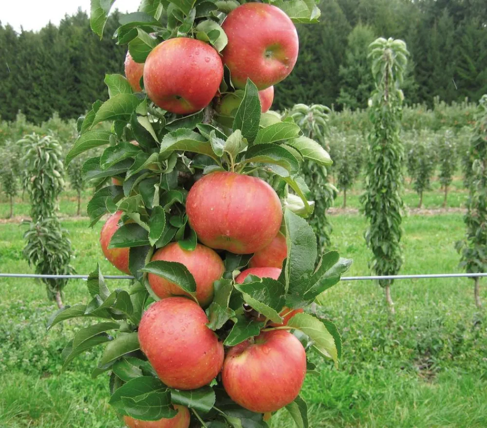 Dehner Säulenapfel 'Sonate' Online