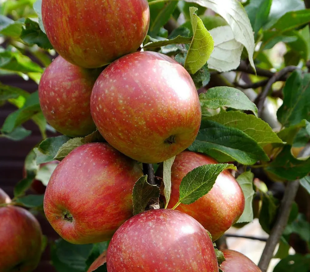 Dehner Säulenapfel 'Starcats' Rot Clearance
