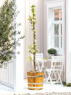 Dehner Säulenbirne 'Condo' Gelb