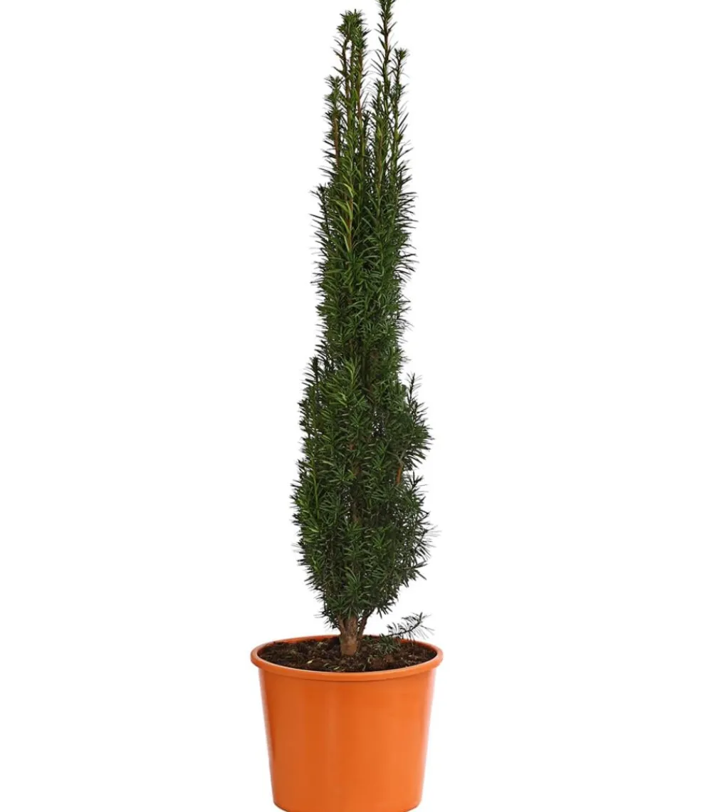 Dehner Säulen-Eibe 'Fastigiata' Dunkelgrün Discount