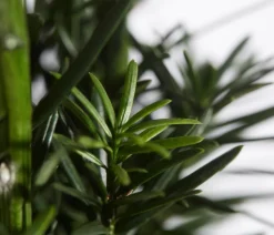 Dehner Laubgehölze|Koniferen > Säulen-Eibe 'Fastigiata Robusta'