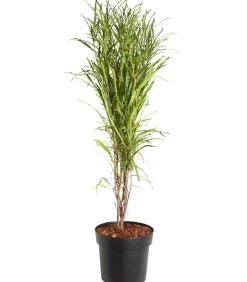 Dehner Laubgehölze > Säulen-Faulbaum - Farnblättriges Pulverholz 'Fine Line'®