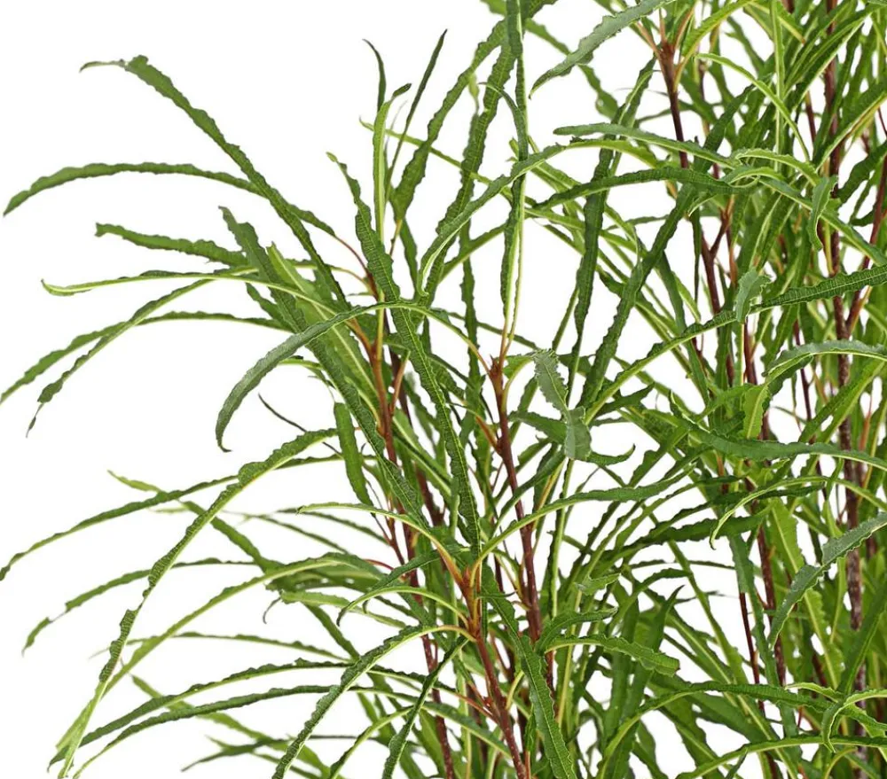 Dehner Laubgehölze - Säulen-Faulbaum - Farnblättriges Pulverholz 'Fine Line'® Grün