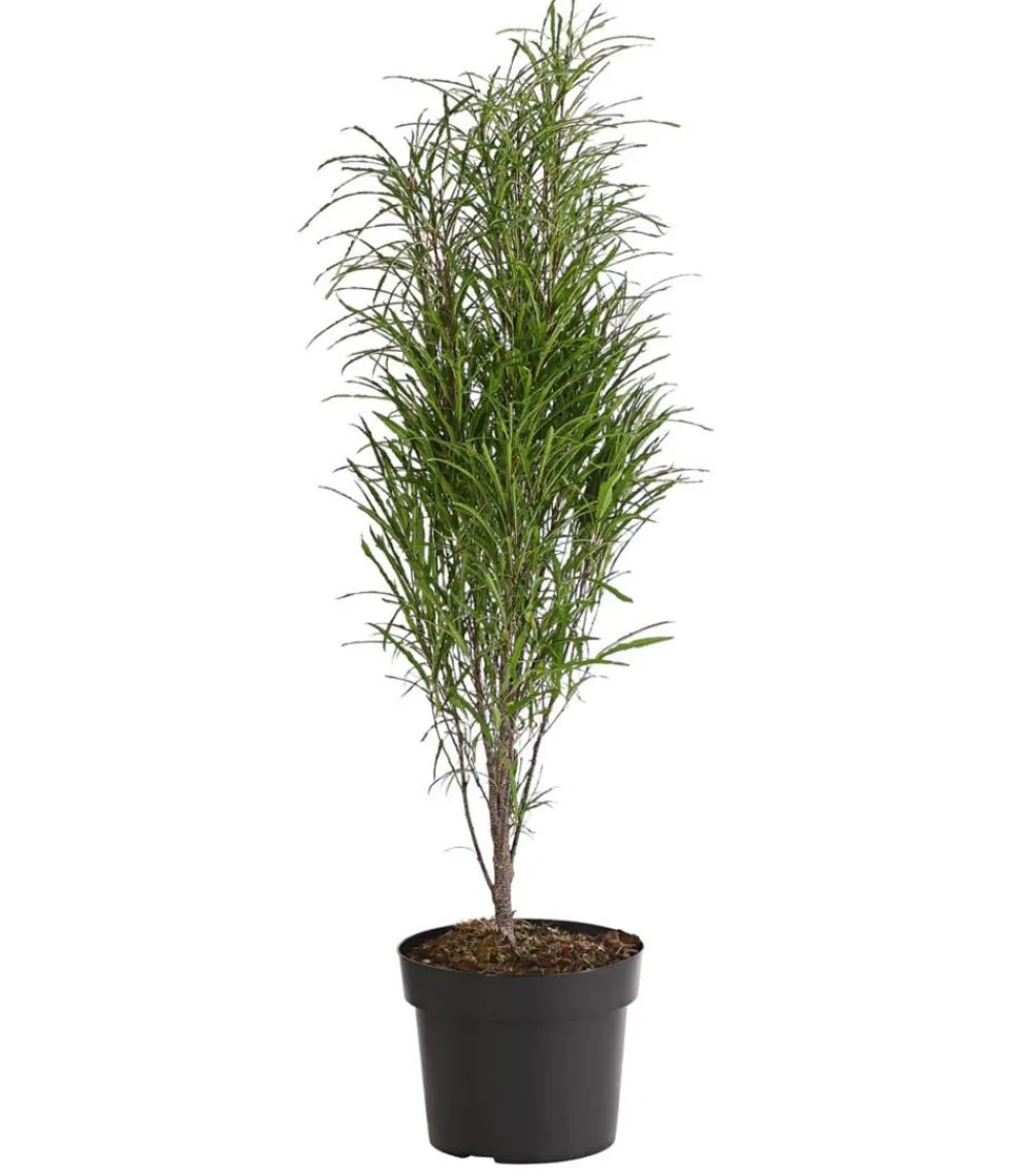 Dehner Laubgehölze - Säulen-Faulbaum - Farnblättriges Pulverholz 'Fine Line'® Grün