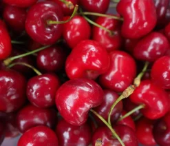 Dehner Obstbäume|Säulenobst & Zwergobst > Säulenkirsche 'Sylvia'