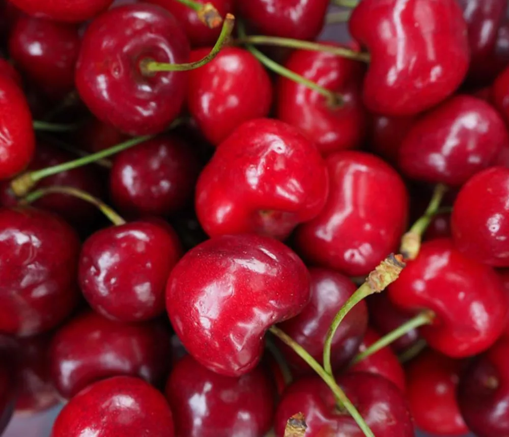 Dehner Obstbäume|Säulenobst & Zwergobst > Säulenkirsche 'Sylvia'