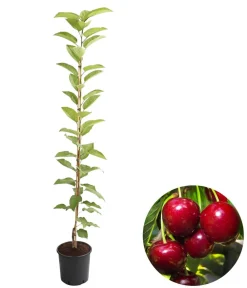 Dehner Obstbäume|Säulenobst & Zwergobst > Säulenkirsche 'Sylvia'