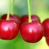 Dehner Obstbäume|Säulenobst & Zwergobst - Säulenkirsche 'Victoria'