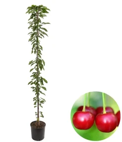 Dehner Obstbäume|Säulenobst & Zwergobst - Säulenkirsche 'Victoria'