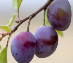 Dehner Obstbäume|Säulenobst & Zwergobst - Säulenpflaume 'Marika' Lila