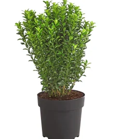 Dehner Laubgehölze|Heckenpflanzen > Säulen-Spindelstrauch 'Green Rocket'