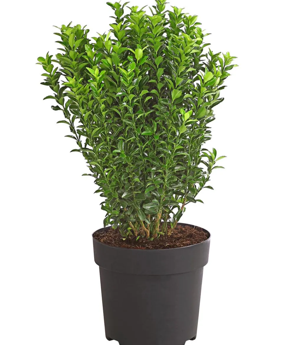 Dehner Laubgehölze|Heckenpflanzen > Säulen-Spindelstrauch 'Green Rocket'