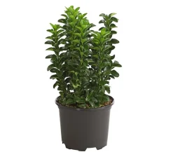 Dehner Säulen-Spindelstrauch 'Green Rocket' Outlet