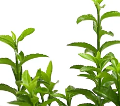 Dehner Laubgehölze|Heckenpflanzen - Säulen-Spindelstrauch 'Green Rocket'