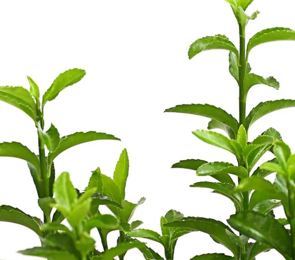 Dehner Laubgehölze|Heckenpflanzen - Säulen-Spindelstrauch 'Green Rocket'