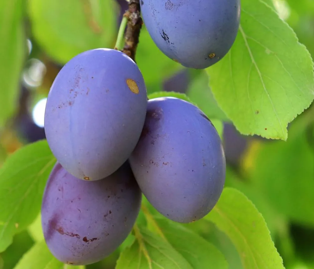 Dehner Obstbäume|Säulenobst & Zwergobst > Säulenzwetschge