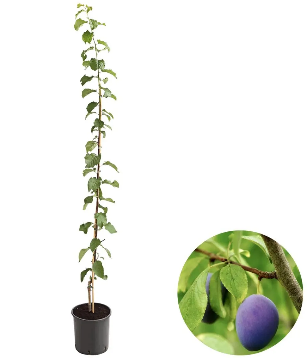 Dehner Obstbäume|Säulenobst & Zwergobst > Säulenzwetschge 'Geisenheimer Top'