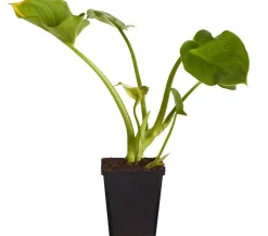 Dehner Aqua Sumpfcalla Weiß Online