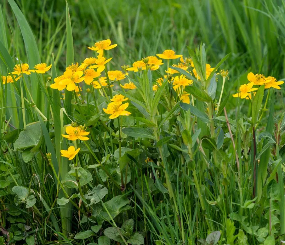 Dehner Aqua Teichpflanzen|Teichpflanzen > Sumpfdotterblume