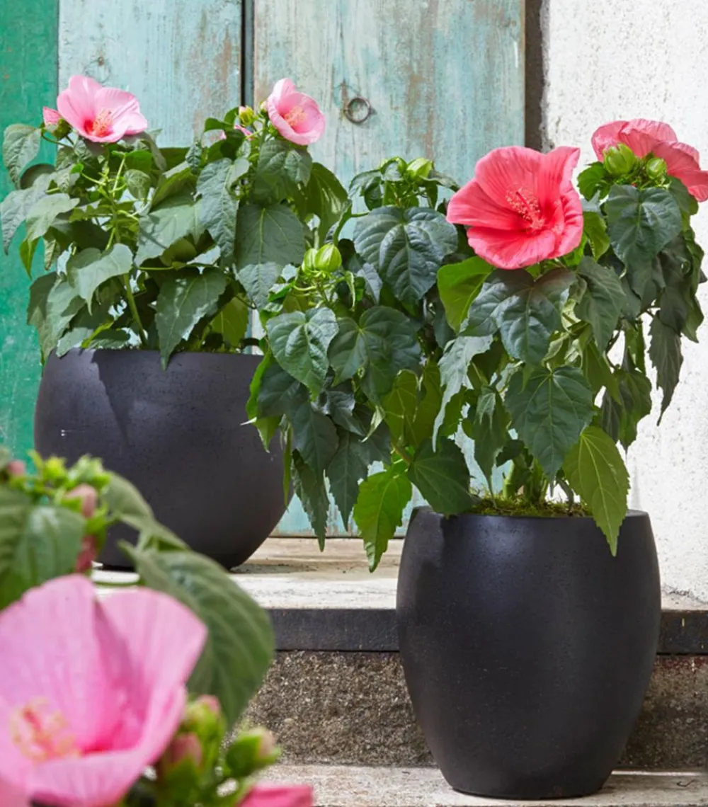 Dehner Sumpf-Roseneibisch Rosa Discount