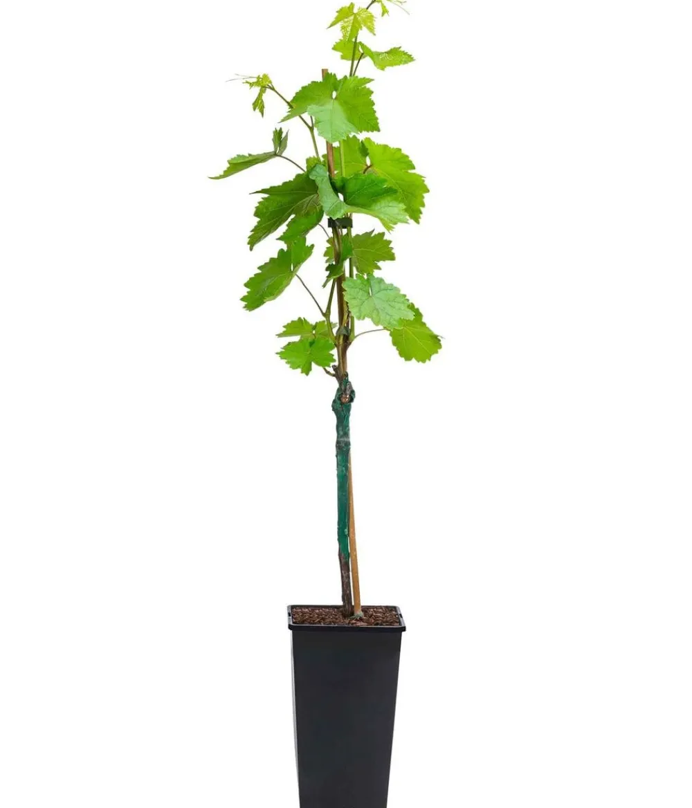 Dehner Weinreben & Gartenobst > Tafeltraube 'Crimson Seedless'