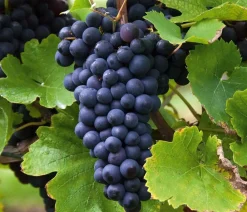 Dehner Tafeltraube 'Erdbeertraube' Blau Outlet