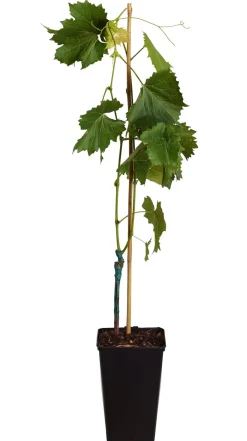 Dehner Weinreben & Gartenobst|Beerensträucher - Tafeltraube 'Georg' Blau