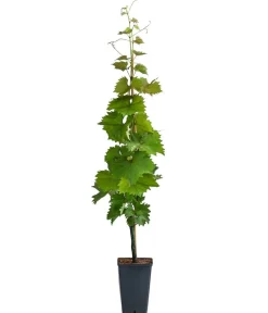 Dehner Tafeltraube 'Katharina' Hellrot Sale