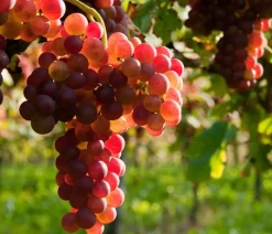 Dehner Tafeltraube 'Katharina' Hellrot Sale