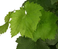 Dehner Weinreben & Gartenobst|Beerensträucher - Tafeltraube, kernlos, verschiedene Sorten Grün