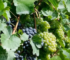 Dehner Weinreben & Gartenobst|Beerensträucher - Tafeltraube, kernlos, verschiedene Sorten Grün