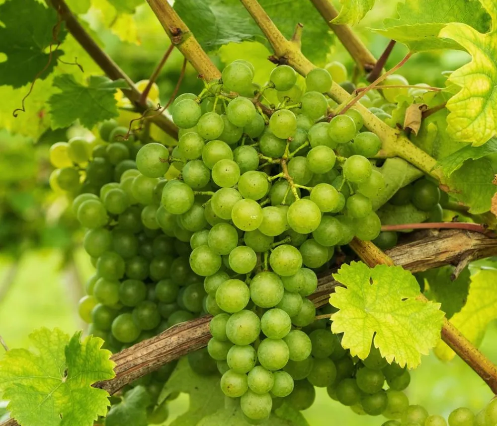 Dehner Weinreben & Gartenobst|Beerensträucher - Tafeltraube 'Millenium®'