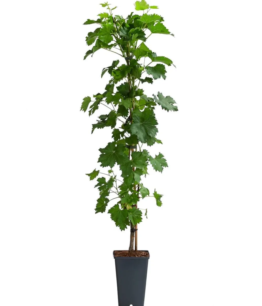 Dehner Weinreben & Gartenobst|Beerensträucher - Tafeltraube 'Millenium®'