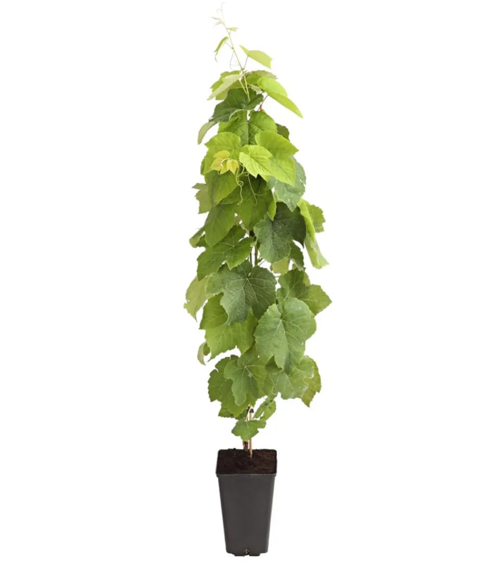Dehner Weinreben & Gartenobst|Beerensträucher > Tafeltraube 'Venus'