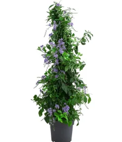 Dehner Terrassenpflanzen > Taubenbeere, Pyramide