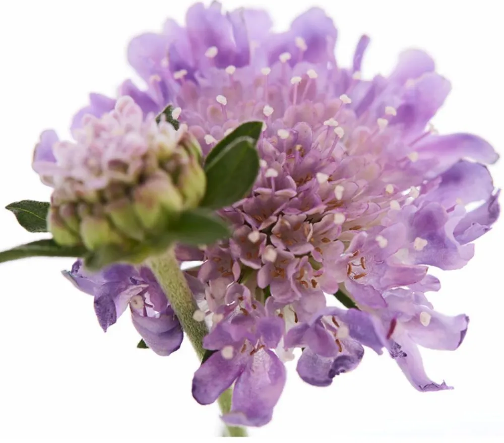 Dehner Tauben-Skabiose 'Butterfly Blue' Lila Clearance