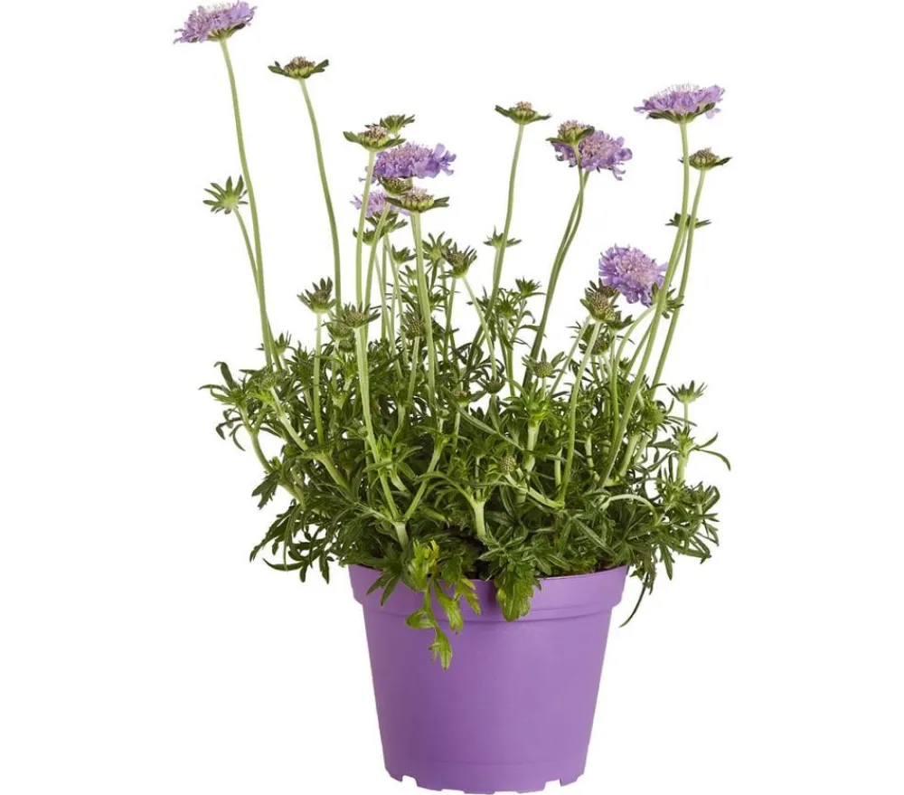 Dehner Tauben-Skabiose 'Butterfly Blue' Lila Clearance
