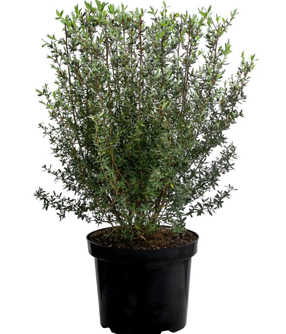 Dehner Laubgehölze|Blühende Sträucher > Teebaum 'Silver Sheen'