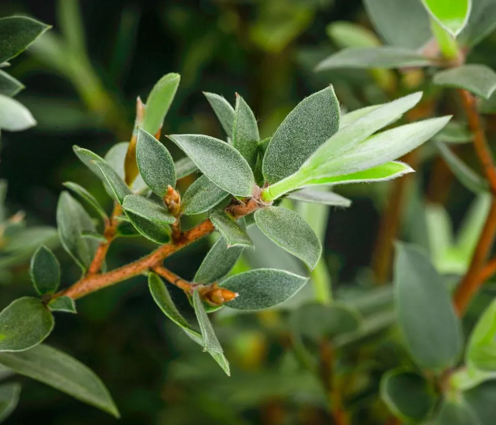 Dehner Laubgehölze|Blühende Sträucher > Teebaum 'Silver Sheen'