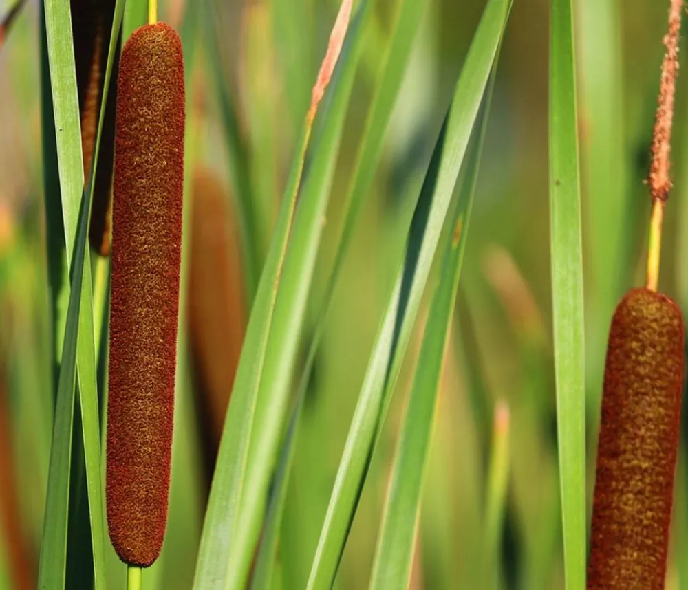 Dehner Aqua Gartenteich·TeichPflanzen|Teichpflanzen - Teichpflanzen Komplett-Set Breitblättriger Rohrkolben, 6-teilig