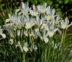 Dehner Aqua Gartenteich·TeichPflanzen|Teichpflanzen > Teichpflanzen Komplett-Set Iris, 6-teilig