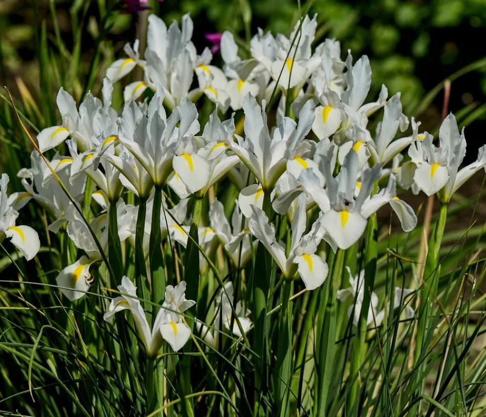 Dehner Aqua Gartenteich·TeichPflanzen|Teichpflanzen > Teichpflanzen Komplett-Set Iris, 6-teilig