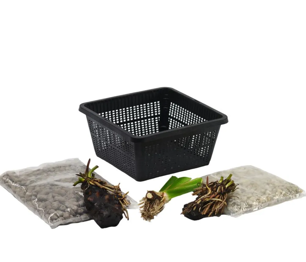 Dehner Aqua Gartenteich·TeichPflanzen|Teichpflanzen - Teichpflanzen Komplett-Set Iris, 6-teilig Gelb
