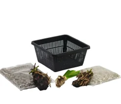 Dehner Aqua Teichpflanzen Komplett-Set Kalmus, 6-teilig Grün